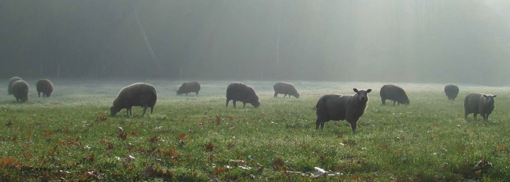 Ontwerp (zorg)boerderijtuin